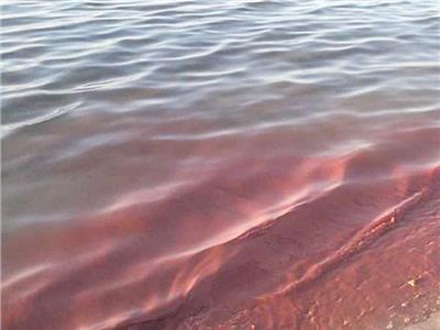 الـمياه لونها وردى| فريق علمي يفسر ظاهرة تغير مياه البحر الأحمر