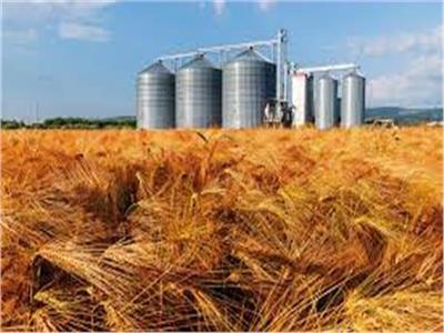 متحدث الزراعة يكشف عن زيادة نقاط تجميع القمح