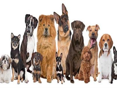 بعد إصدار قانون حيازة الكلاب الشرسة.. 5 أنواع يمكن تربيتها في المنزل