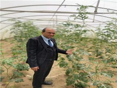 البرنامج الوطني لإنتاج تقاوي الخضر تقيم 80 هجن طماطم لطرحها للمزارعين
