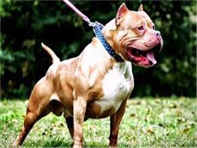 «النواب» يعلنها صراحة: حظر حيازة الكلاب دون ترخيص