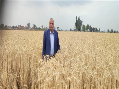 بالصور.. وكيل «زراعة الغربية» يتابع حصاد القمح
