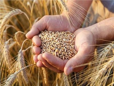 أستاذ اقتصاد: «القمح» المحصول الاستراتيجي رقم 1 في ملف الأمن الغذائي