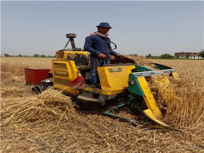 مزارعو المنيا يشكرون الرئيس السيسي بعد زيادة سعر توريد القمح| فيديو