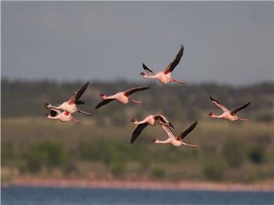 البيئة: مصر ضمن أهم مسارات هجرة الطيور في العالم