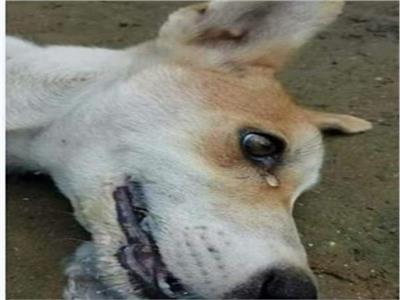 انتهاك غير إنساني لحقوق الحيوان.. مقتل 100 كلب في كمباوند شهير بأكتوبر| صور