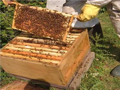 الزراعة: استئناف تصدير النحل المصري إلى السعودية