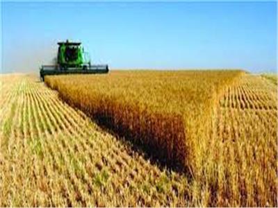 نقيب الزراعيين: إنتاج القمح من مشروع شرق العوينات سيصل إلى مليون طن