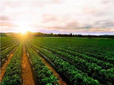  «طفرة هائلة في زراعة واستصلاح الأراضي» | تقرير