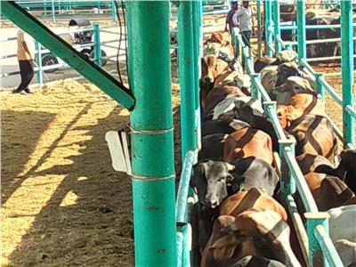 «الطب البيطري» بالغربية تحصين 1085 رأس ماشية قادمة من كولومبيا