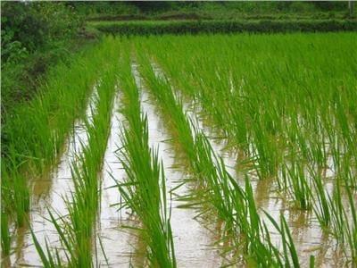 «الغرامة والحبس» عقوبة زراعة محصول الأرز بالمخالفة| خاص