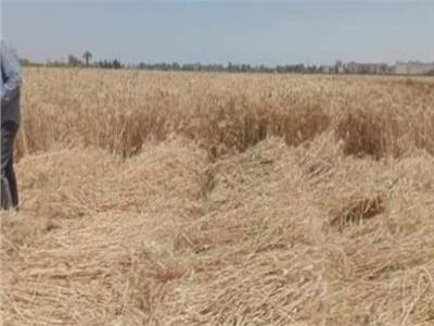 مزارعون: محصول القمح في زيادة وسعر التوريد مناسب