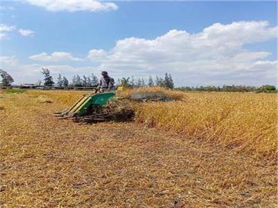 10 أسباب لنقص إنتاجية محصول القمح اثناء الحصاد