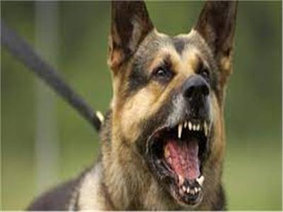 أمين الفتوى: من يربي كلاب تؤذي الجيران «آثم»