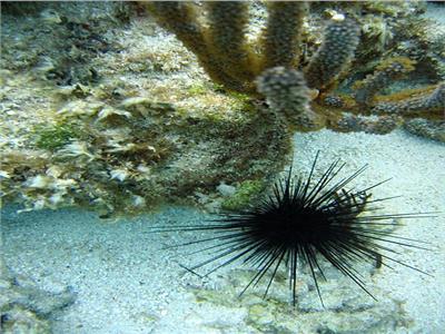 هل تنذر ظاهرة اختفاء قنافذ البحر الأسود بخطر على الشعاب المرجانية؟