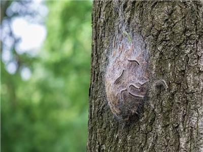 أنواع خطيرة من اليرقات السامة تنتشر بالمملكة المتحدة تسبب الطفح الجلدي والربو