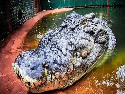 أكبر تمساح في العالم يحتفل بعيد ميلاده الـ120 