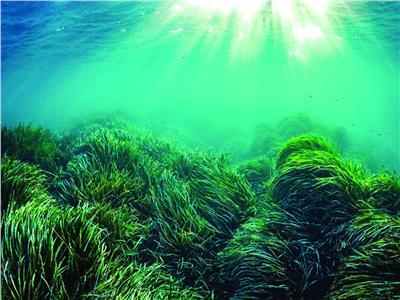 لتخفيف آثار تغير المناخ.. زراعة الأعشاب البحرية تعزز «الأمن الغذائي»