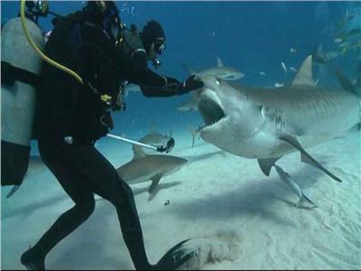 بعد حادث الغردقة.. 10 نصائح لتجنب هجوم «سمك القرش» أثناء السباحة