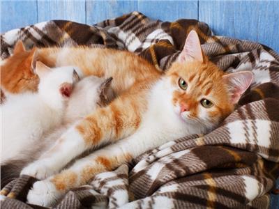 لمحبي الحيوانات.. 5 نصائح مفيدة لرعاية قطتك الحامل