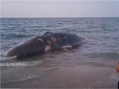 سحب الحوت النافق ببورسعيد على بعد 8 كيلو متر من الشاطئ| شاهد 