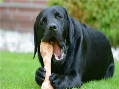 لمربي الكلاب.. أنواع عظام غير آمنة في الطعام