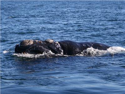 الحيتان الصائبة الجنوبية تتجمع قبالة الأرجنتين