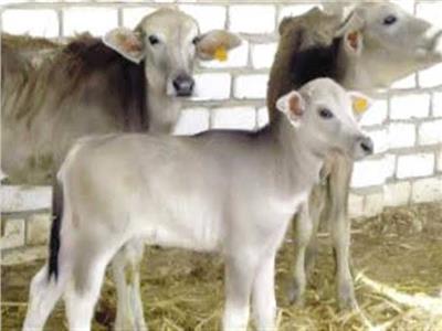 الزراعة: 9 إجراءات لمواجهة الأمراض التي تهدد الماشية