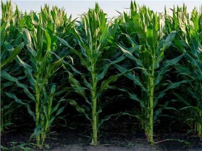 «الزراعة» تقدم 11 توصية لمزارعي محصول الذرة الشامية