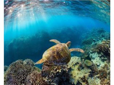 الأمم المتحدة: اعتماد اتفاق تاريخي لحفظ التنوع البيولوجي البحري