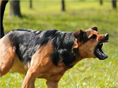 نقابة البيطريين : الـ10 سنوات الأخيرة انتشرت الكلاب الشرسة بسبب المربين