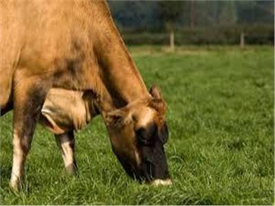  فوائد عديدة للحوم الأبقار المتغذية على الحشائش لحماية صحة القلب  