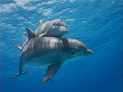اكتشاف سلوك لدى الدلافين تتبعه الأمهات مع أطفالها!