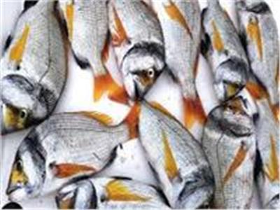 إستقرار أسعار الأسماك بسوق العبور اليوم الإثنين 3 يوليو