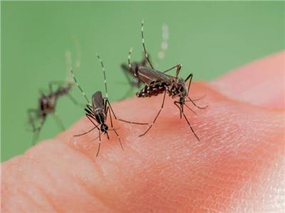 لمنع انتشار الأمراض.. 6 نصائح لتجنب توالد البعوض