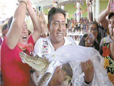 رئيس البلدية تزوج «تمساحة»!