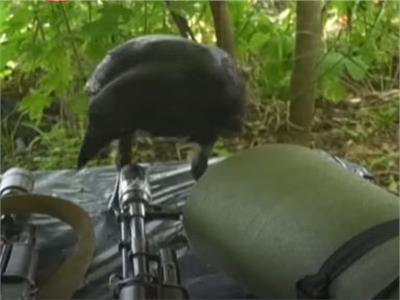 غراب مشاكس يسرق ذخيرة الجنود الأوكران على الجبهة| فيديو