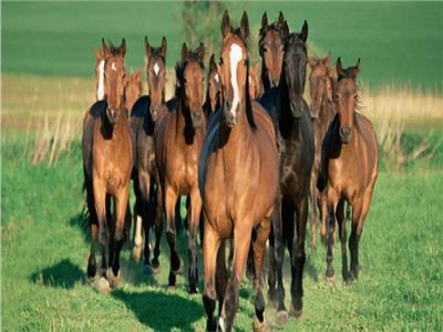458.7 مليون دولار حجم سوق التأمين علي الخيول عالميًا