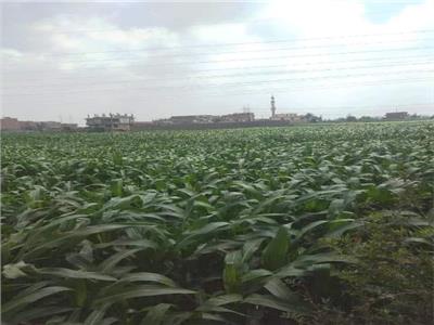 الزراعة: مدرسة حقلية لمزارعي الذرة الشامية للنهوض بالمحصول