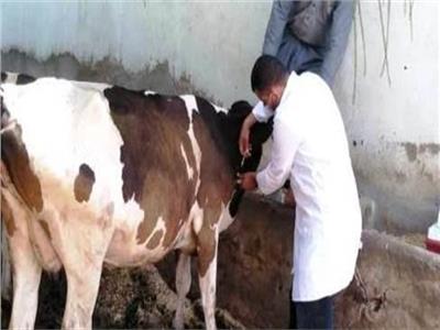 تحصين 78775 رأس ماشية بالأقصر ضد مرض الحمى القلاعية والوادى المتصدع