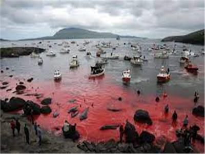 في مشهد مرعب| ركاب سفينة سياحية شاهدوا تحول مياه «جزر فارو» إلى اللون الأحمر الفاتح