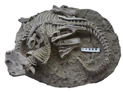 اكتشاف متحجرة في الصين لحيوان ثديي يهاجم ديناصورًا