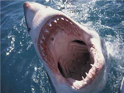مفاجأة السلوك العدواني لأسماك القرش بسبب أدوية الهلوسة والمخدرات