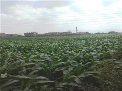 «الزراعة»: استمرار تجهيز تقاوي القمح ومعدات الحصاد خلال فترة الإجازة