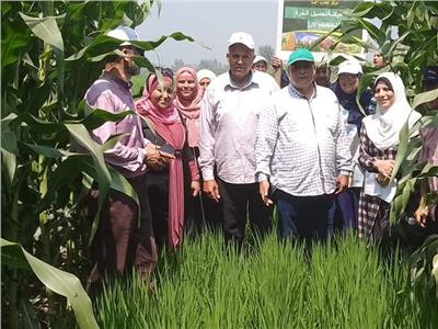 لأول مرة.. خبراء «البحوث» ينجحون في تحميل محصول الذرة على الأرز بالدقهلية