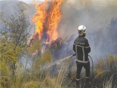 الداخلية الجزائرية: إخماد 80% من حرائق الغابات