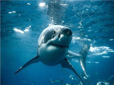 أسماك القرش في سواحل فلوريدا متهمة بتعاطى الكوكايين