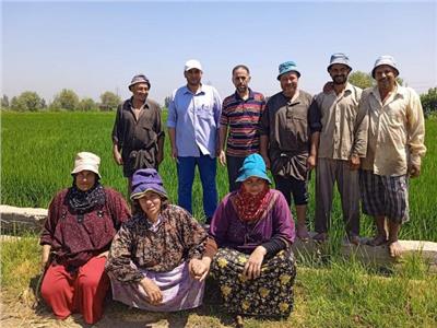 تعاون بين مديرية الزراعة ومعهد البحوث للنهوض بمحصول الأرز بالشرقية 