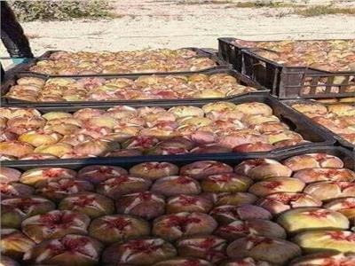 استقرار أسعار الفاكهة بسوق العبور اليوم.. التين من 12 إلى 18 جنيها للكيلو