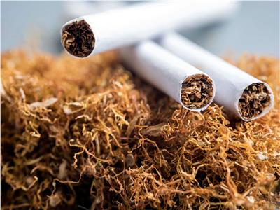 المركزي للإحصاء: 35.8 مليون دولار صادرات مصر من السجائر والتبغ